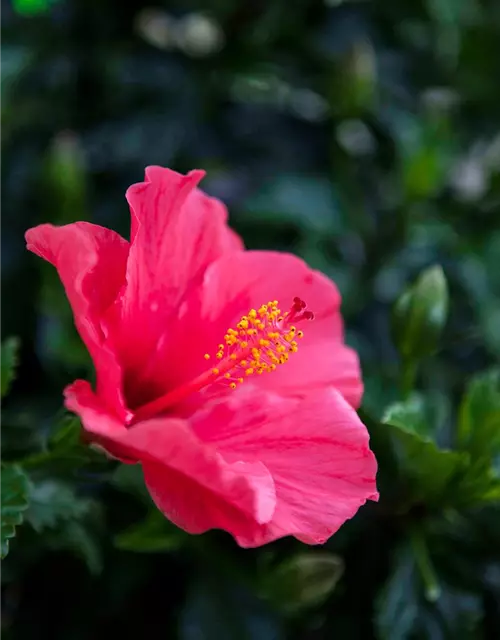 Hibiscus rosa-sinensis