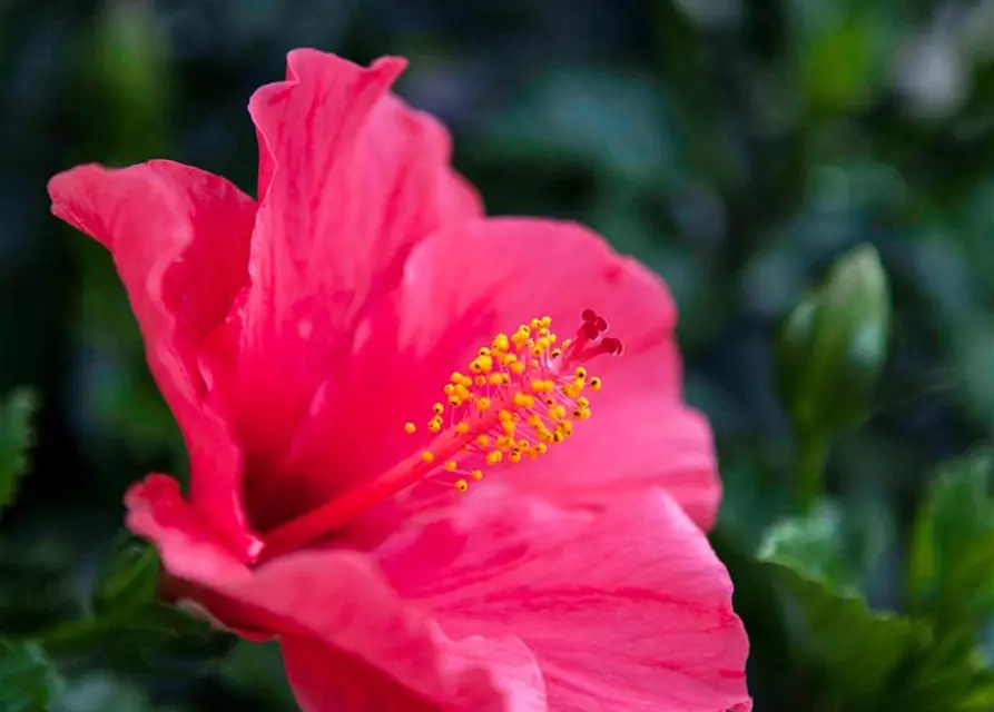 Hibiscus rosa-sinensis