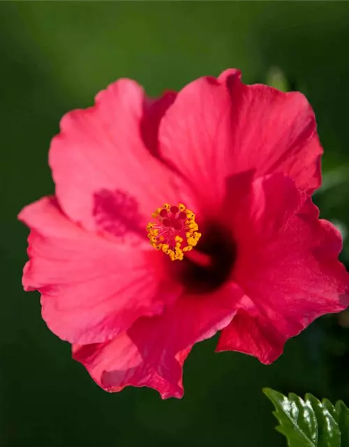 Hibiscus rosa-sinensis