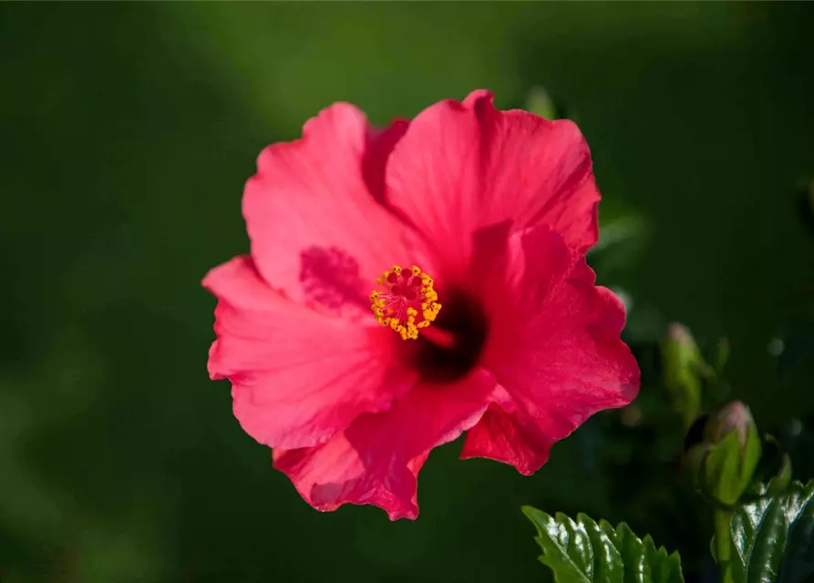 Hibiscus rosa-sinensis