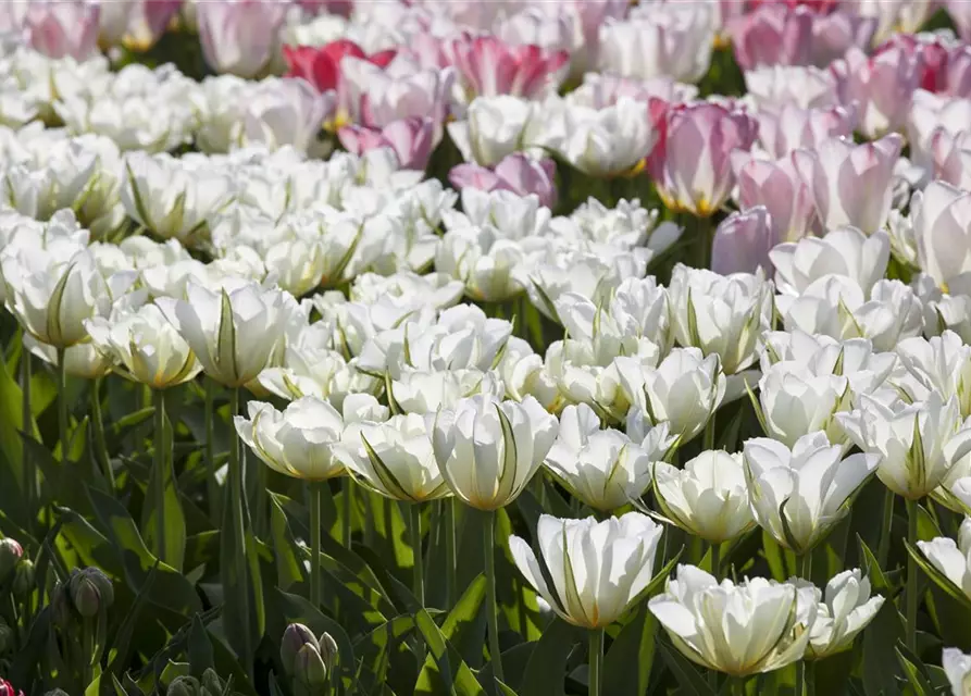 Tulpe 'Exotic Emperor'