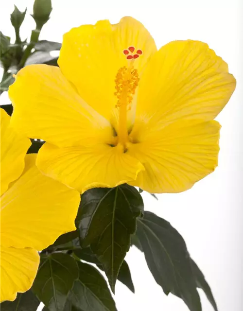 Hibiscus rosa-sinensis