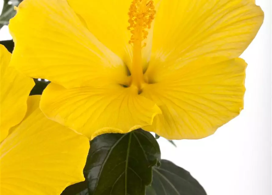 Hibiscus rosa-sinensis