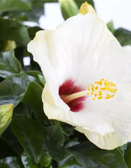 Hibiscus rosa-sinensis