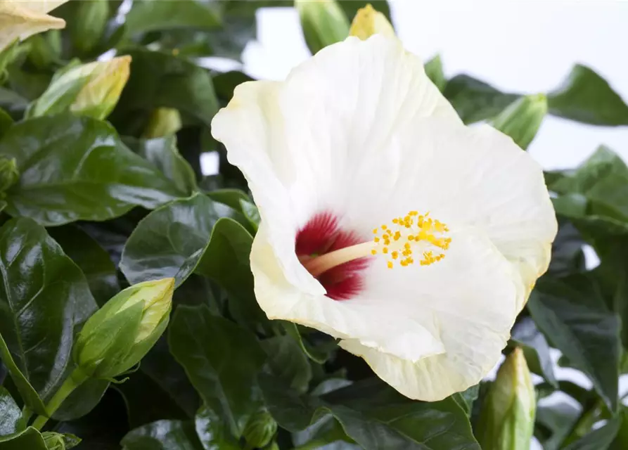 Hibiscus rosa-sinensis