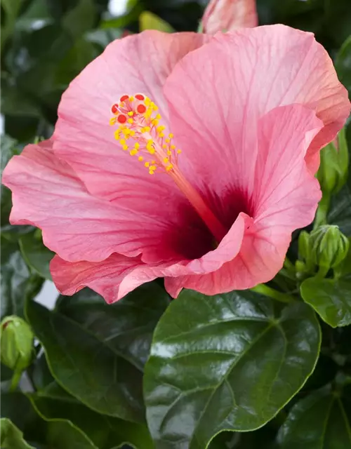 Hibiscus rosa-sinensis