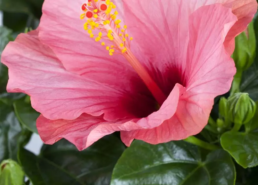 Hibiscus rosa-sinensis