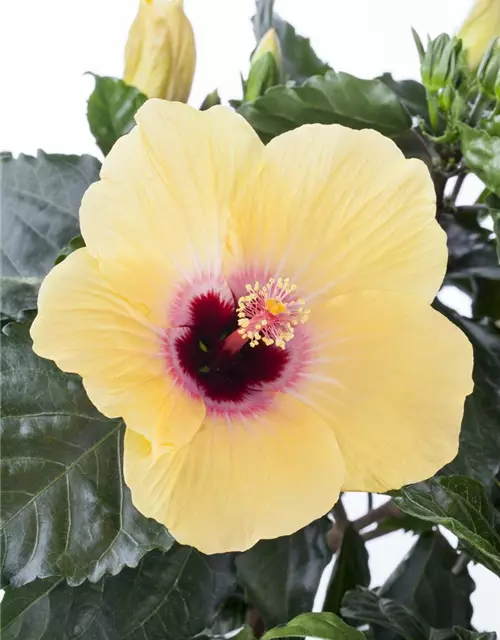 Hibiscus rosa-sinensis