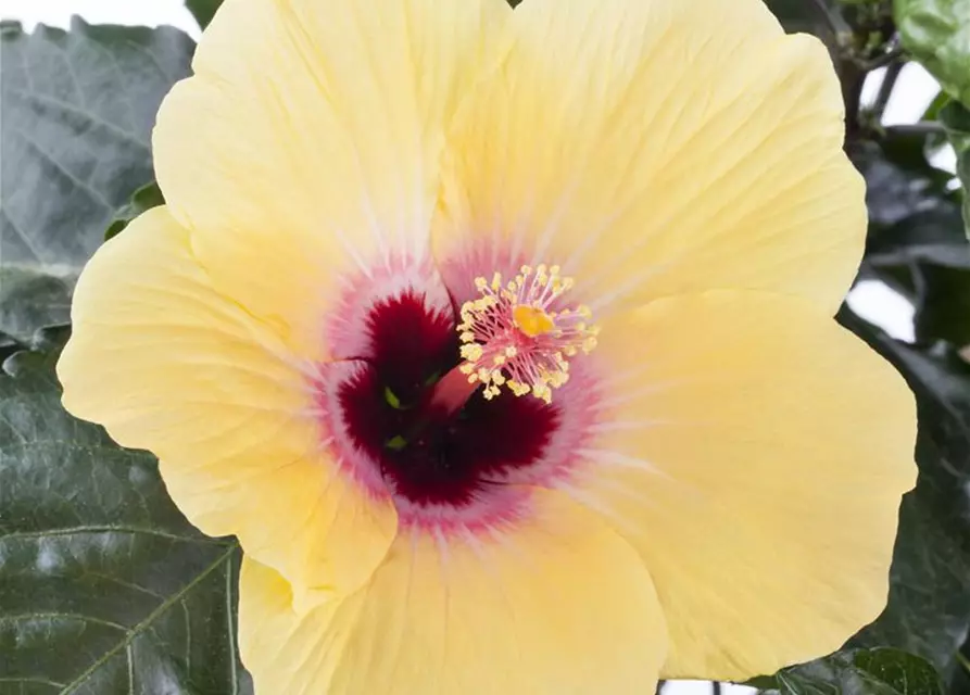 Hibiscus rosa-sinensis