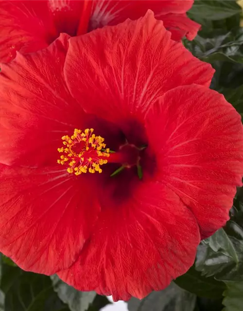 Hibiscus rosa-sinensis