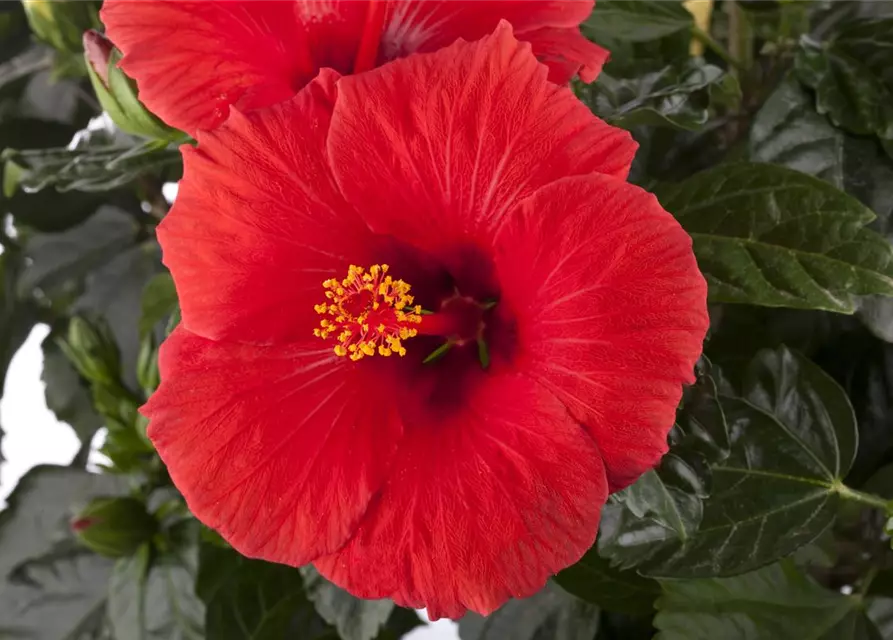 Hibiscus rosa-sinensis