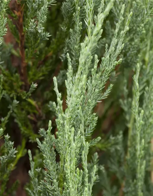 Juniperus virginiana 'Blue Arrow'