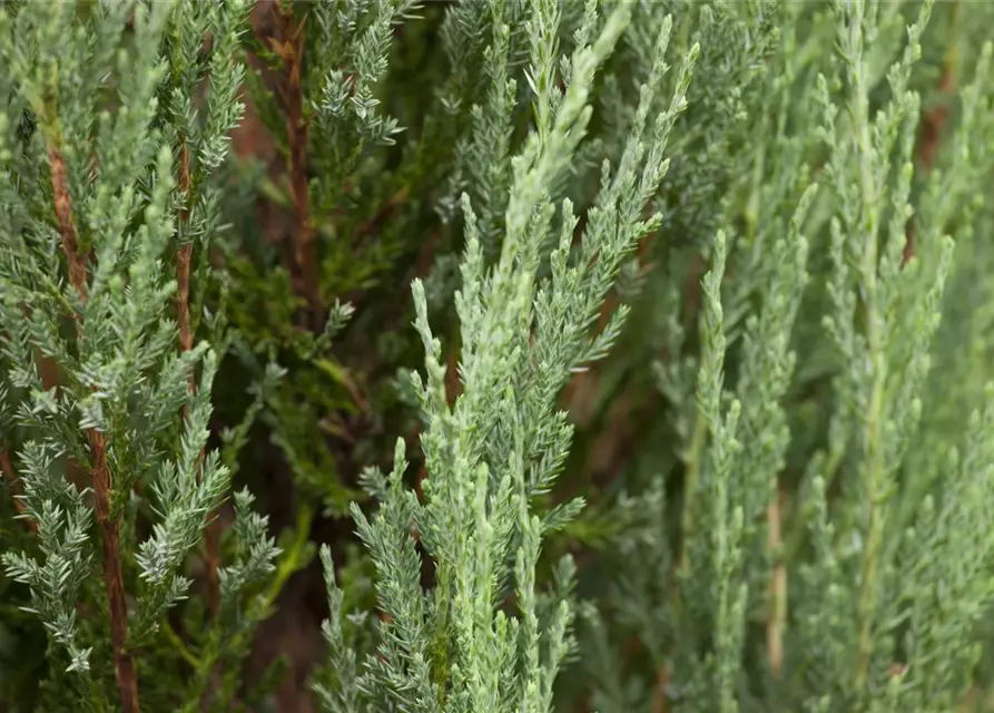 Juniperus virginiana 'Blue Arrow'