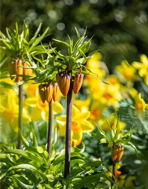 Fritillaria imperialis