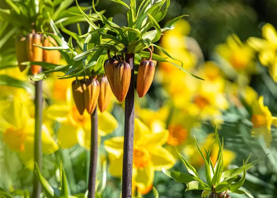 Fritillaria imperialis