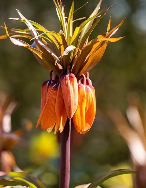 Fritillaria imperialis