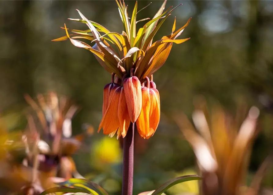 Fritillaria imperialis