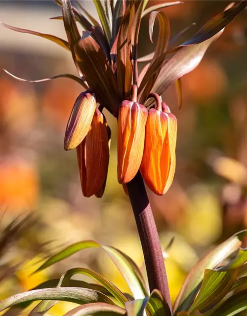 Fritillaria imperialis