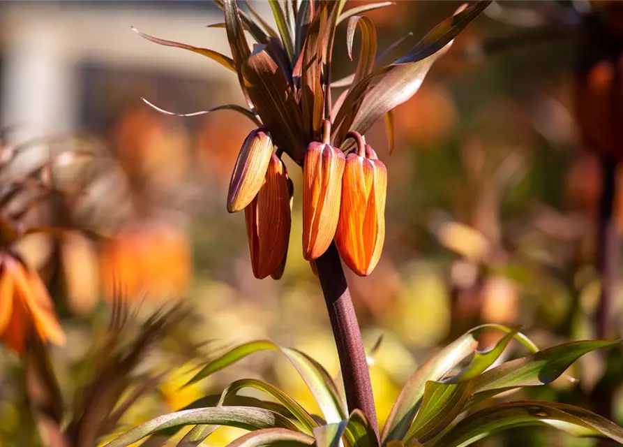 Fritillaria imperialis