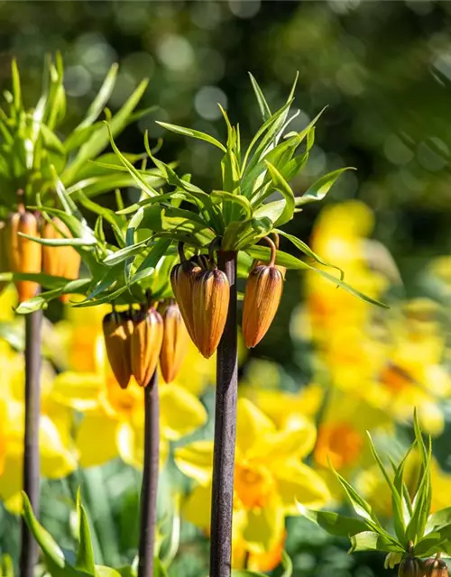 Fritillaria imperialis