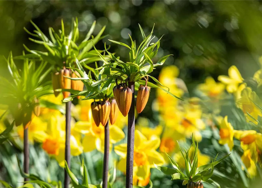 Fritillaria imperialis