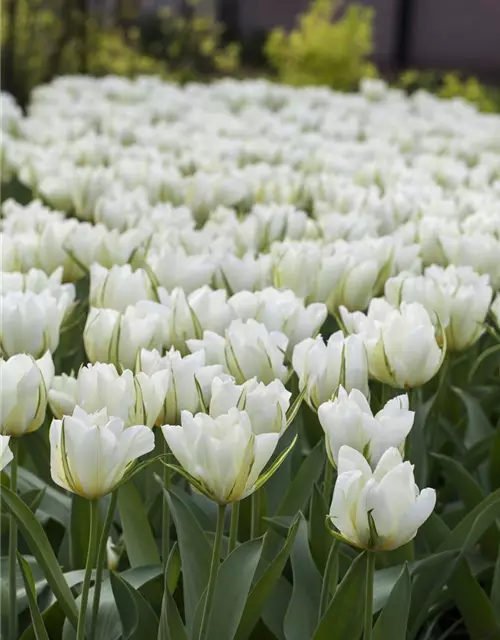 Tulpe 'Exotic Emperor'