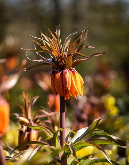 Fritillaria imperialis