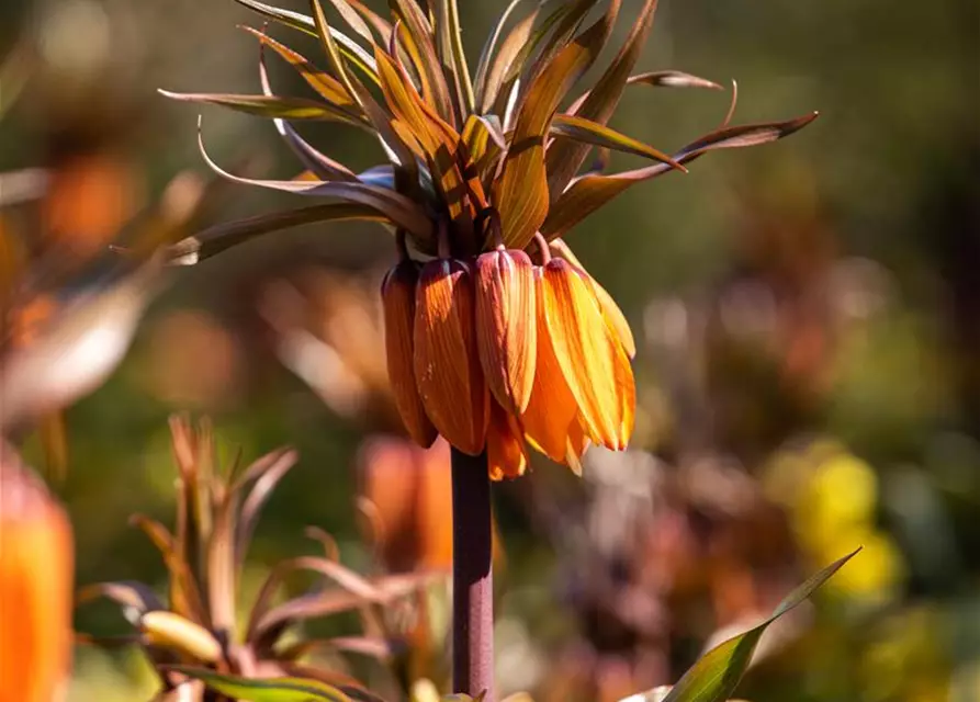 Fritillaria imperialis