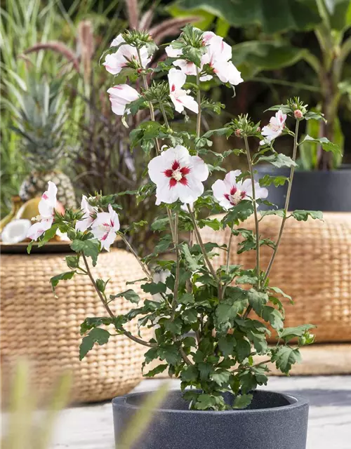 Hibiscus syriacus