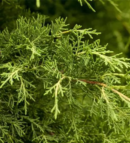 Juniperus x pfitzeriana