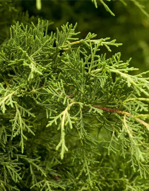 Juniperus x pfitzeriana