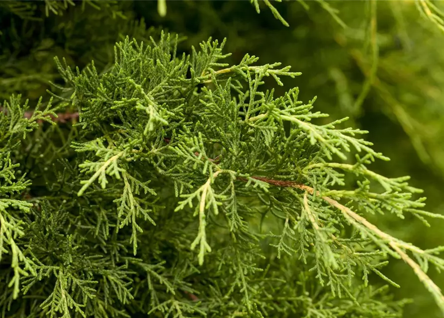 Juniperus x pfitzeriana