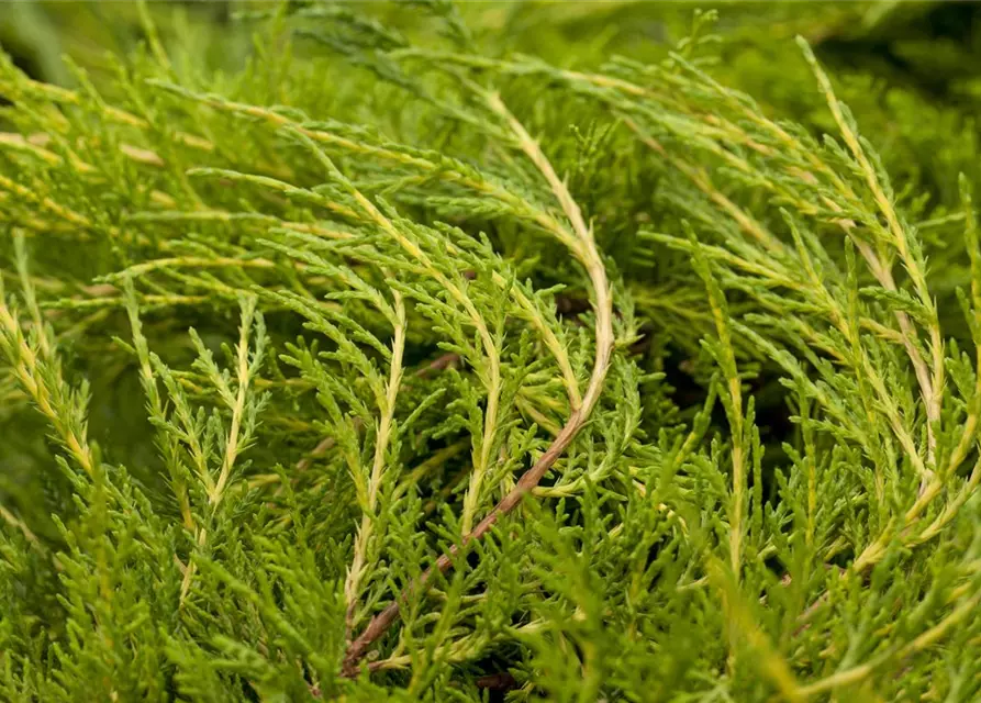 Juniperus x pfitzeriana