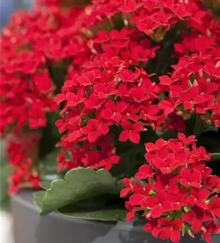 Kalanchoe blossfeldiana