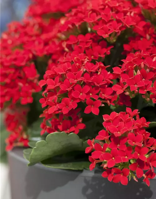 Kalanchoe blossfeldiana