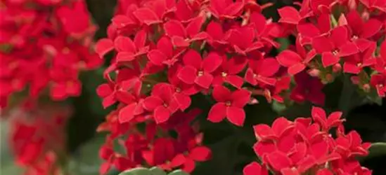 Kalanchoe blossfeldiana