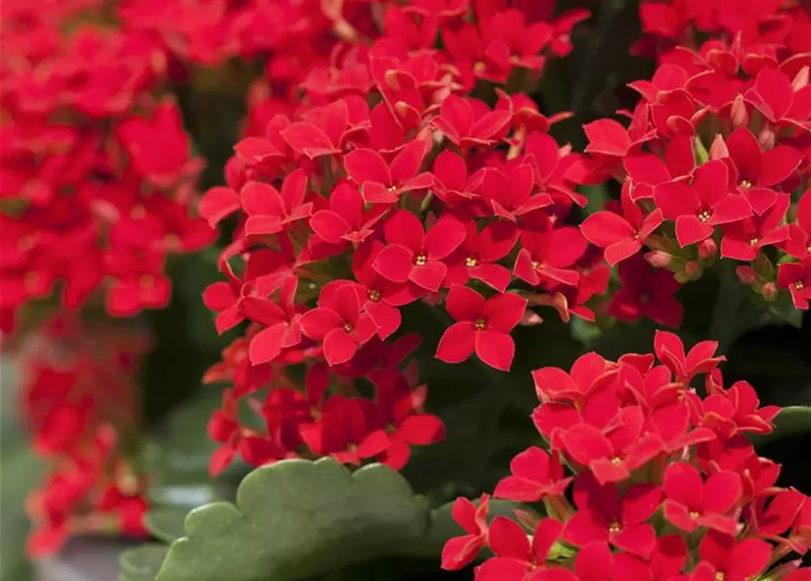 Kalanchoe blossfeldiana