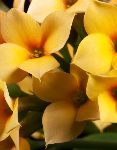 Kalanchoe blossfeldiana