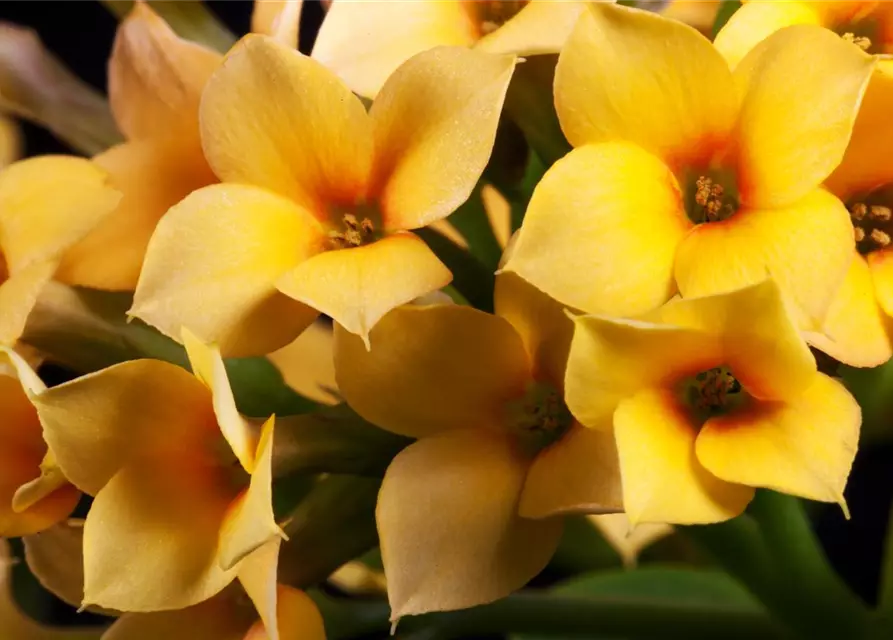 Kalanchoe blossfeldiana