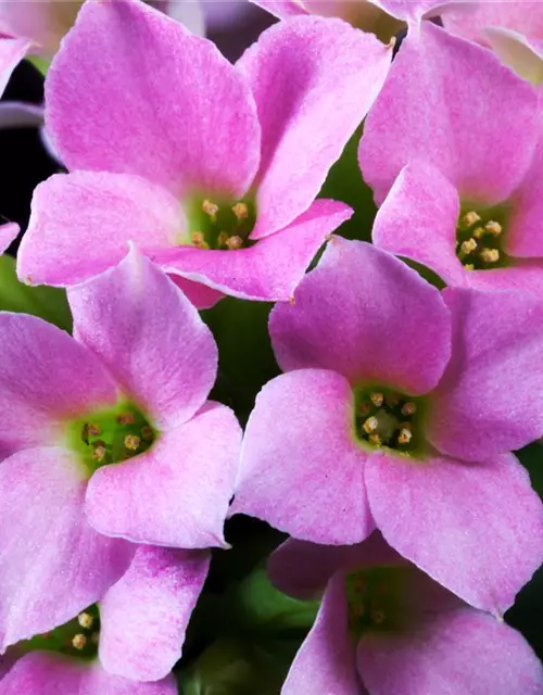 Kalanchoe blossfeldiana