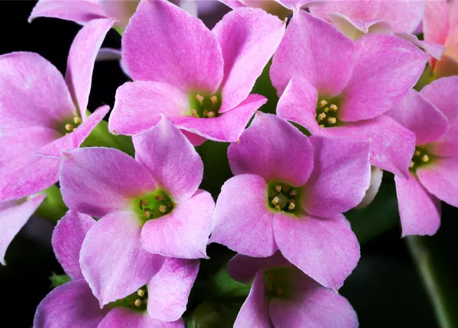 Kalanchoe blossfeldiana