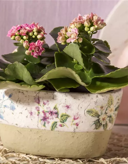 Kalanchoe blossfeldiana