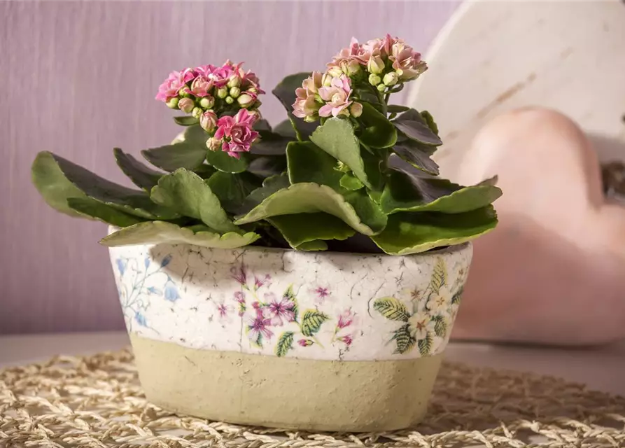 Kalanchoe blossfeldiana