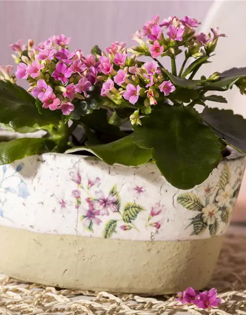 Kalanchoe blossfeldiana