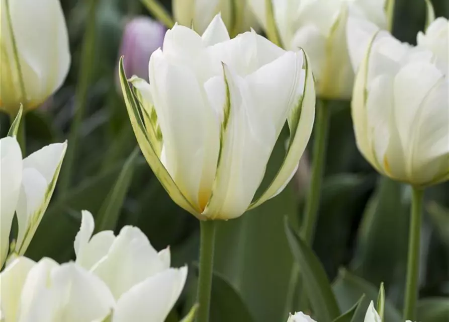 Tulpe 'Exotic Emperor'