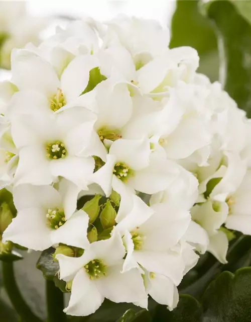 Kalanchoe blossfeldiana