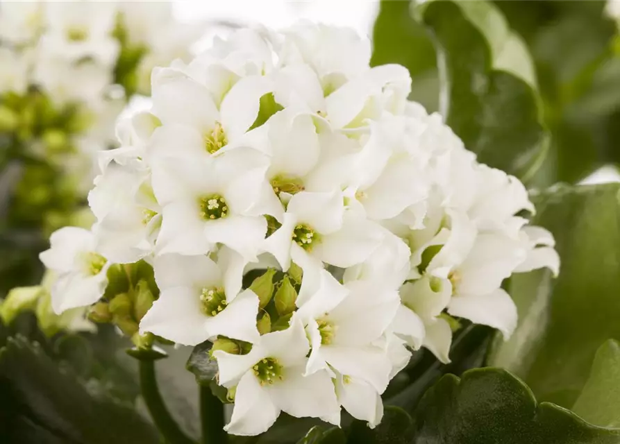 Kalanchoe blossfeldiana