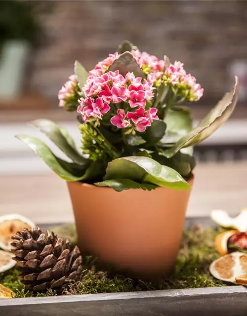 Kalanchoe blossfeldiana