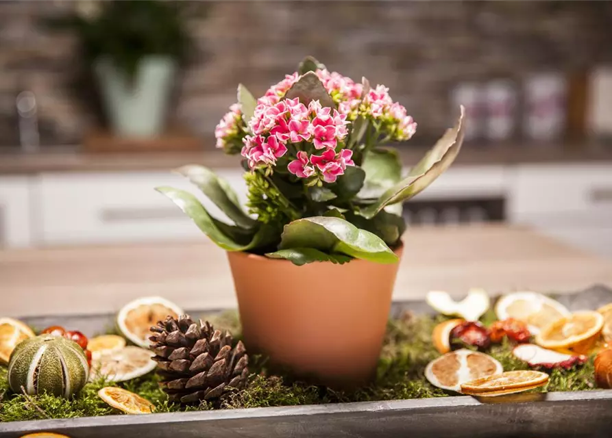 Kalanchoe blossfeldiana