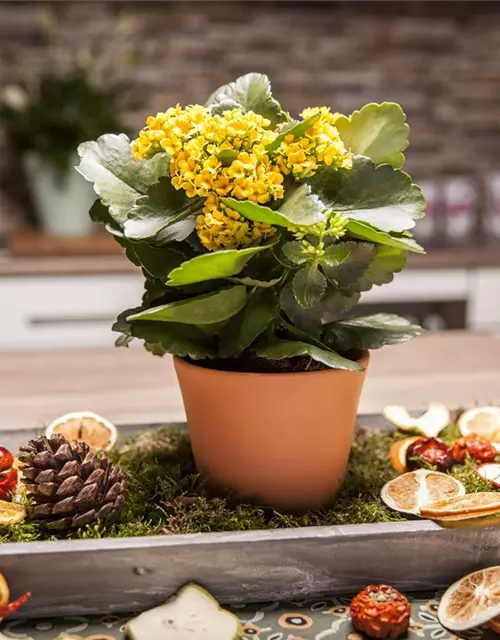 Kalanchoe blossfeldiana